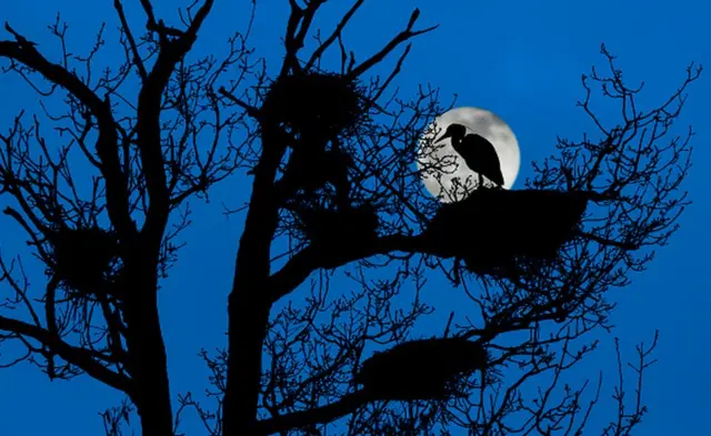 నకిలీ చంద్రుడి వెలుగులు వస్తే