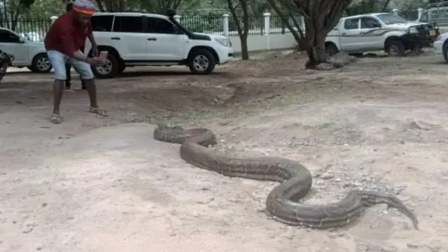 Pipo dey take di picture of di snake with dia phone