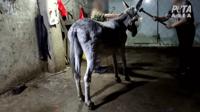 Donkey for slaughter room