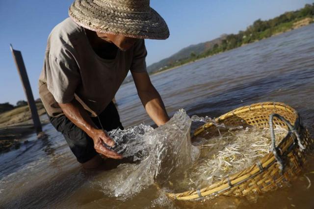 農民說，湄公河的沙丘含有植物生存所需的豐富營養。