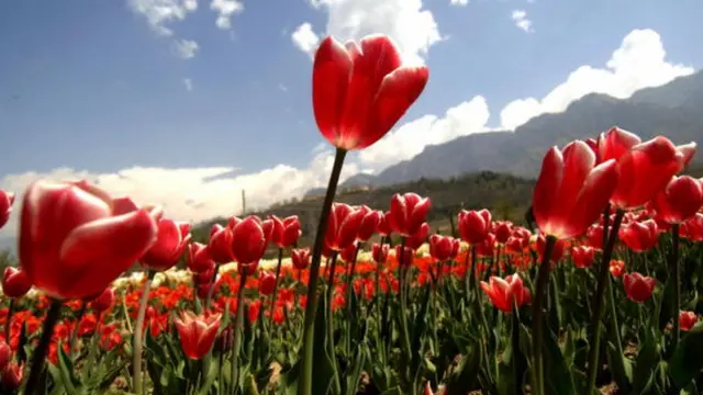 ट्यूलिप के फूल