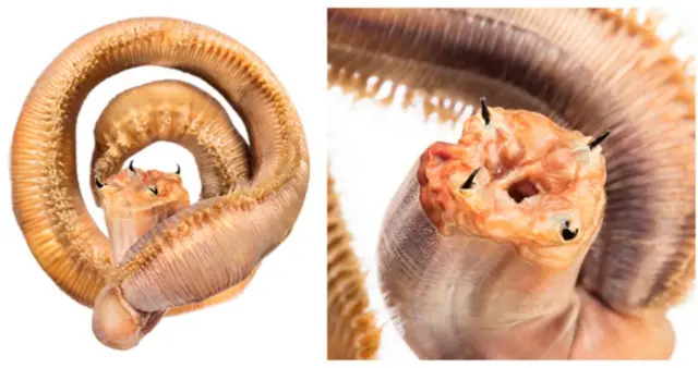 Gusano con máscara de Halloween