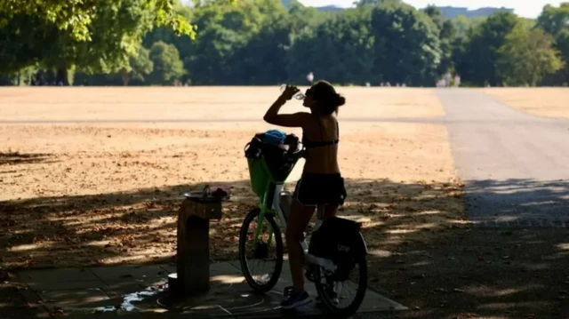 Июнда атактуу жашыл англиялык газондор прерий болуп калды