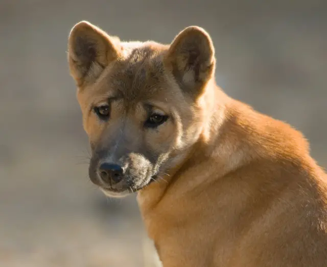 犬は人間の最も古い「親友」 DNAから判明 - BBCニュース