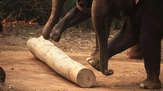 1972 - 1977 කාලයේ දී සිංහරාජ වනාන්තරයේ හෙක්ටයාර 2025ක දැව හෙලන ලදී.