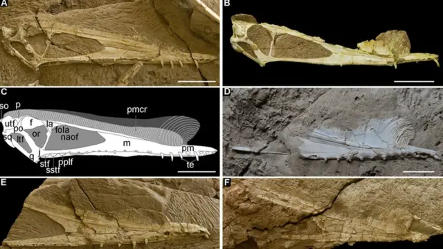 Diversos crânios do pterossauro Hamipterus tianshanensis na China