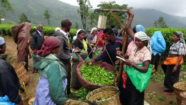 තේ දළු නෙලීමේ නිරත ශ්රී ලාංකික කාන්තාවන්