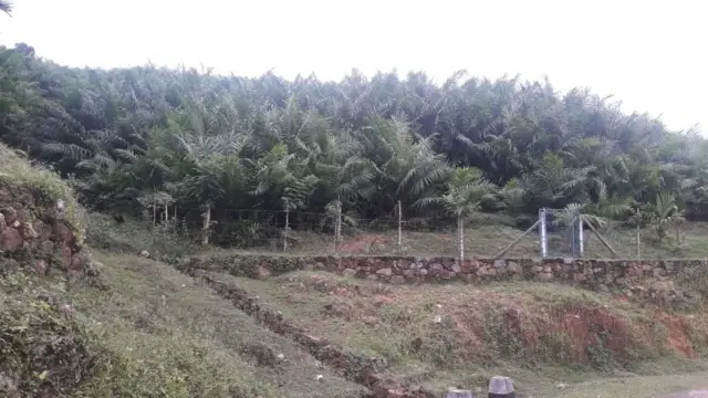 முள் தேங்காய்