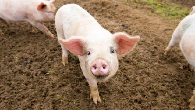 « Почему мусульмане не едят свинину?» — Яндекс Кью
