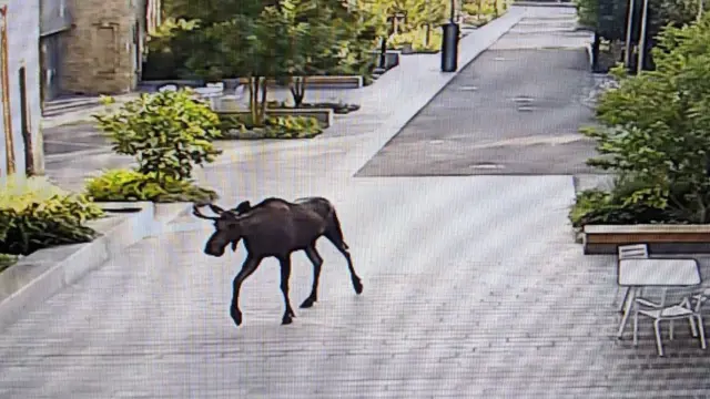 лось