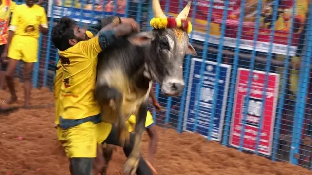 வாடிவாசலில் இருந்து திமிறி வரும் காளையை, பாய்ந்து அடக்கும் இளைஞர்