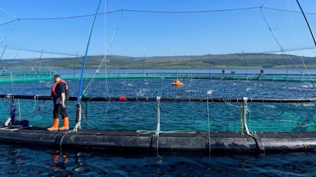 Salmon firms struggle against current