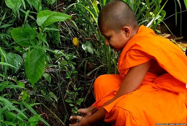 "Reforest Sri Lanka" සංවිධානයේ මෙහෙයවීම යටතේ පැල සිටුවන භික්ෂූන් වහන්සේ නමක්