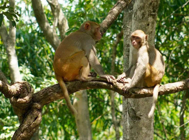 నల్లమల అటవీ ప్రాంతంలో కోతులు