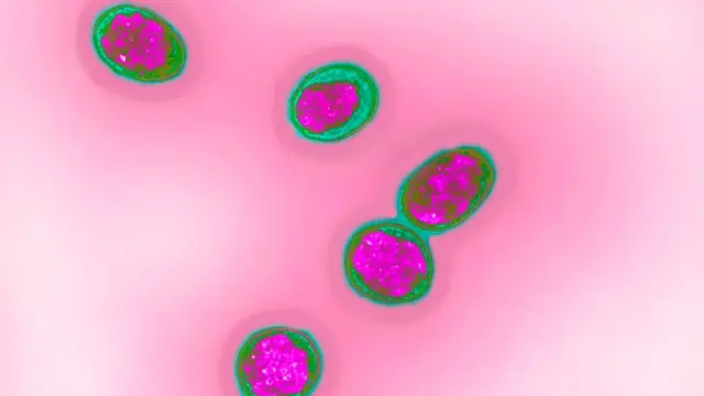 బ్రుసెలోసిస్ బ్యాక్టీరియా