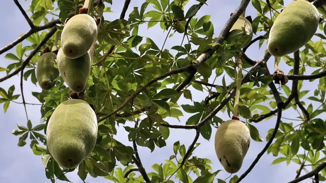 Le pain de singe, le fuit du baobab