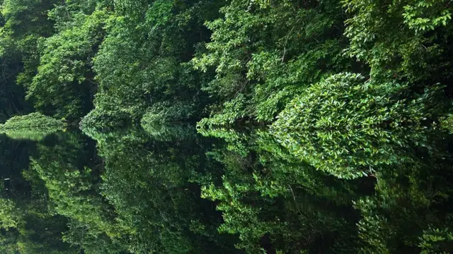 gajah, hutan, afrika, perubahan iklim