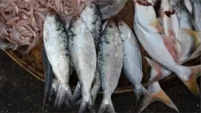 ইলিশ