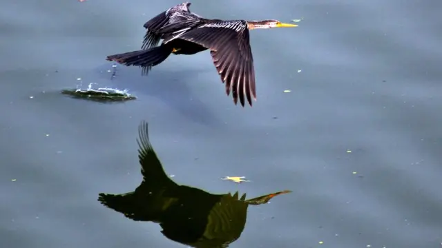 வேடந்தாங்கல் பறவைகள் சரணாலயம்