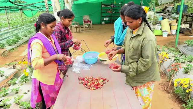 స్ట్రాబెర్రీ సాగు