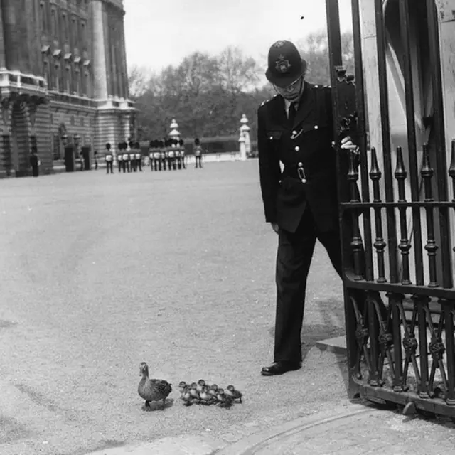 Це не Гіллард, а сімейство качок, але ворота ті самі