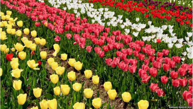 ट्यूलिप बगीचा, श्रीनगर