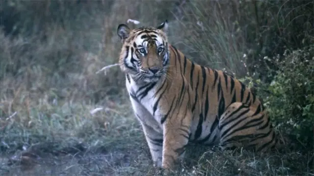 বাংলাদেশ ২০২২ সালের মধ্যে বাঘের সংখ্যা দ্বিগুন করবে বলে অঙ্গীকার করেছিলো