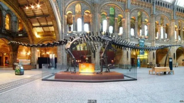 नॅचरल हिस्ट्री म्युझियममधील डायनासोरचा सांगाडा