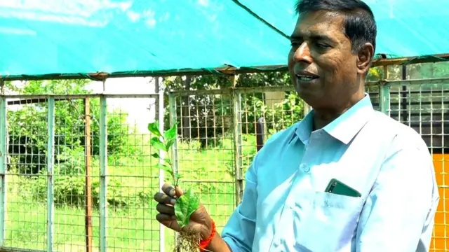 விதையாகும் இலைகள்