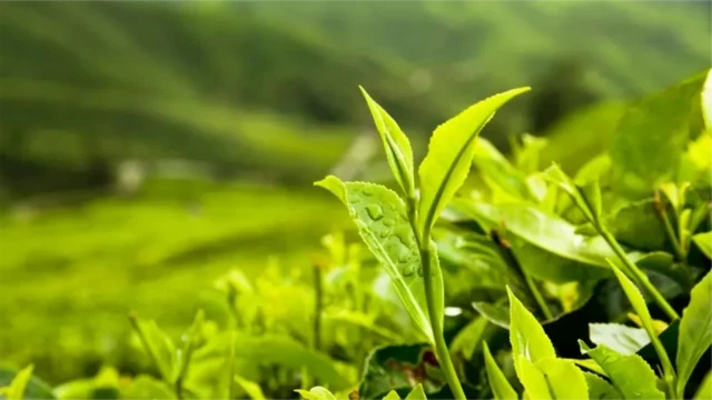 چای