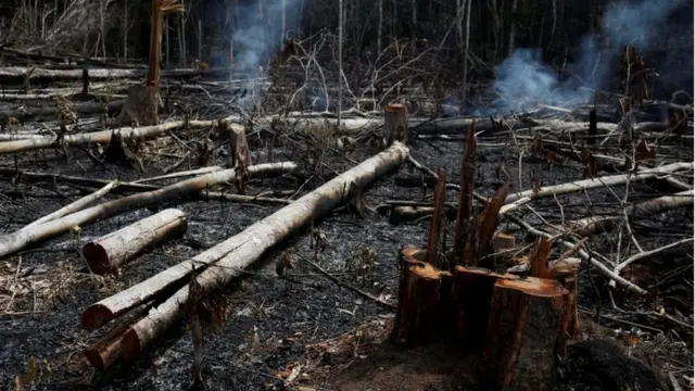 Troncos quemados en la región amazónica.