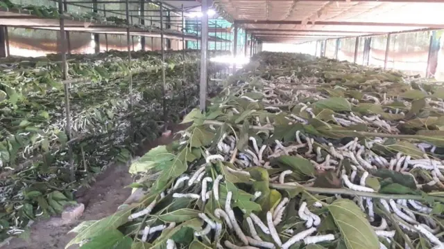 रेशीम शेती