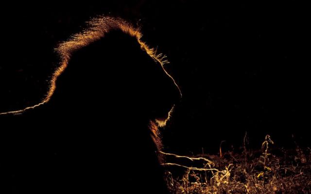 Silhouette photo of a lion