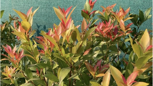 అమేయ కృషి వికాస కేంద్రం, బాల్ రెడ్డి