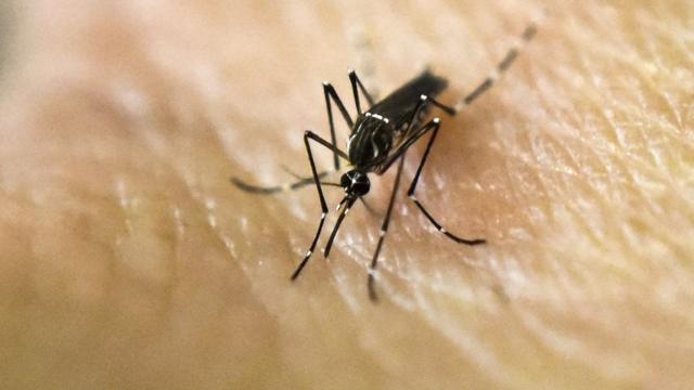 Na carta, cientistas citam 'fracasso' na erradicação do Aedes aegypti, transmissor da doença