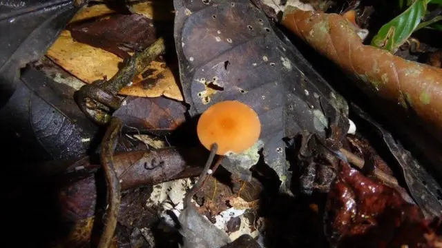 அமேசான் காடுகளில் உள்ள 1 டீஸ்புன் மண்ணில் 400 பூஞ்சைகள்:வியக்க வைக்கும் ஆய்வு முடிவுகள்