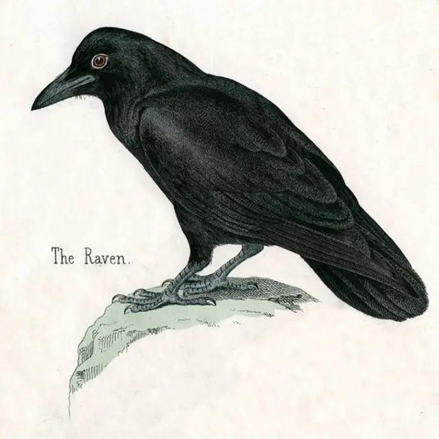 La CIA logró entrenar un cuervo para entregar y recoger objetos diminutos.