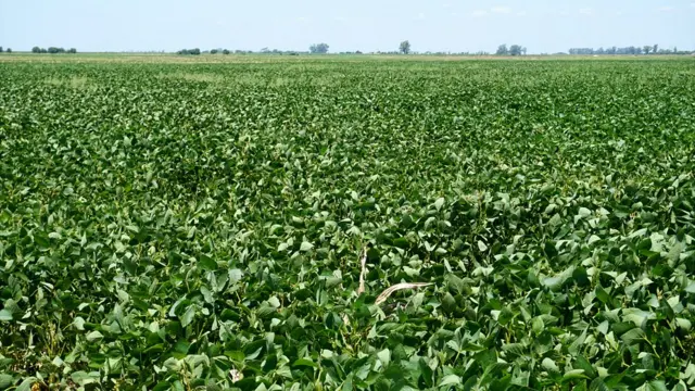 Cultivo de Soja en Cordoba
