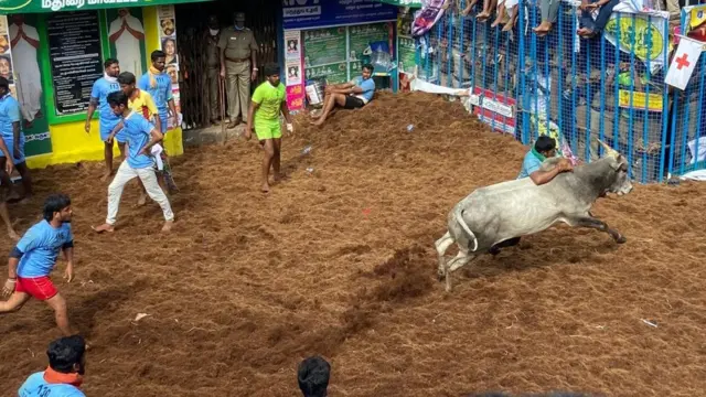 ஜல்லிக்கட்டு