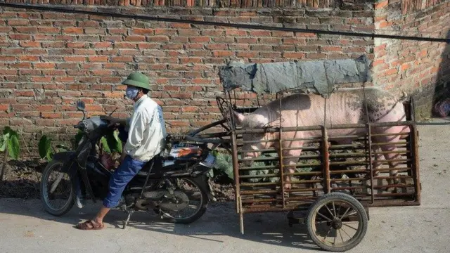 Bán lợn giống