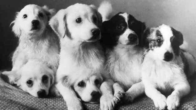 مجموعة من كلاب الفضاء