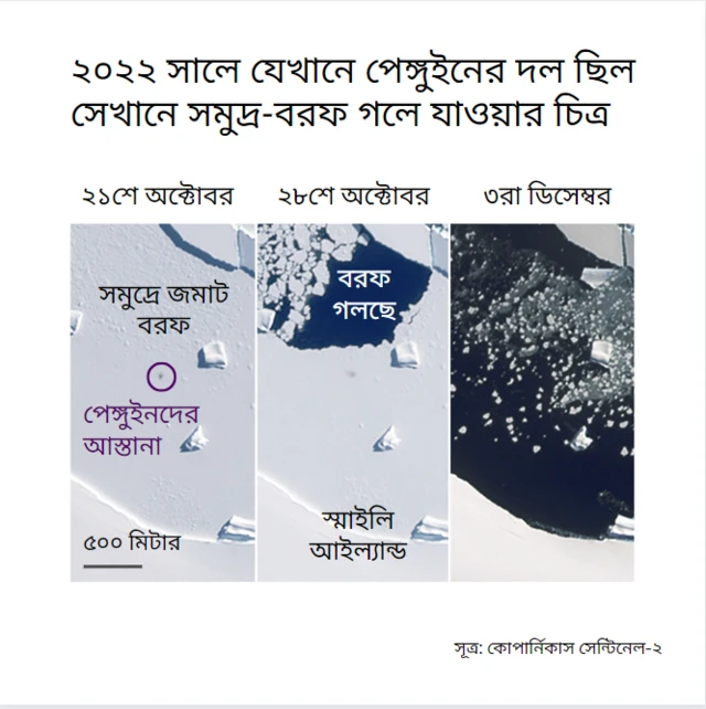 স্মাইলি আইল্যান্ডে সাধারণত ৩ হাজার পেঙ্গুইনের জন্ম হয়