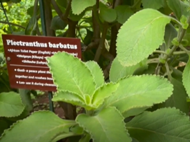 டாய்லெட் பேப்பர்