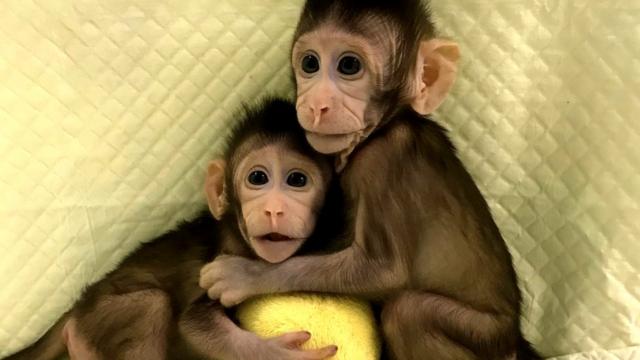 Zhong Zhong y Hua Hua, macacos clonados Foto: Academia de Ciencias de China