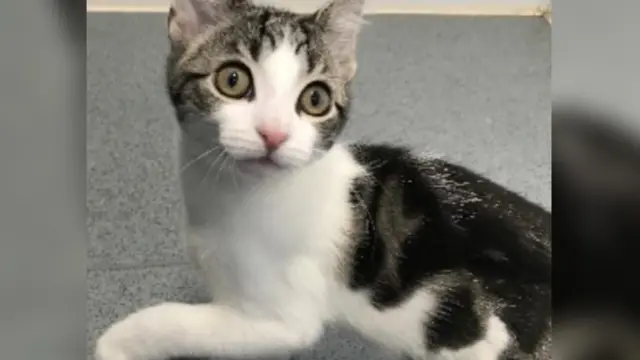Hope the kitten