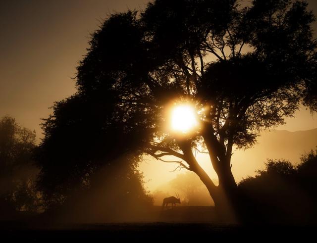 Silhouette photo of a landscape