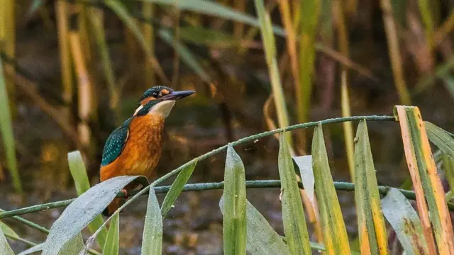 පිලිහුඩුවන් බොහෝවිට ඡායාරූපයට හසුවන්නේ ලැග සිටින විටය.