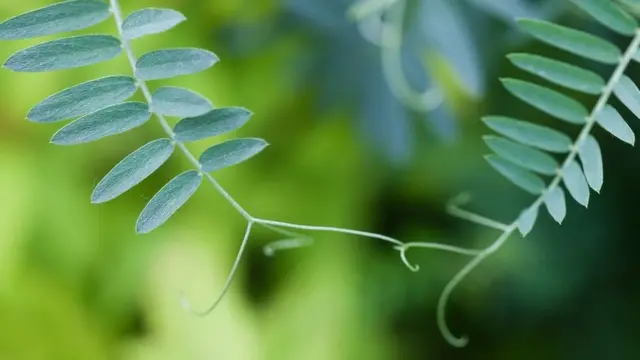 پودوں کے رابطے