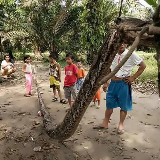 अजगराला टांगताना