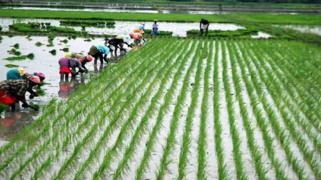 விவசாயம் விழுப்புரம்